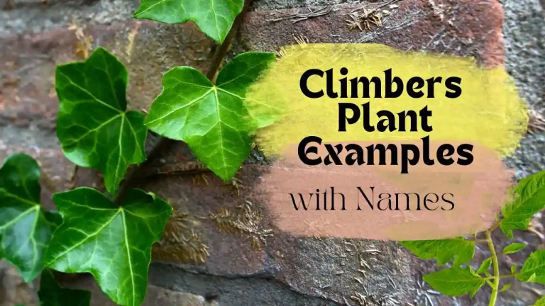 climbers plants with name