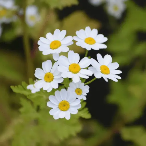 Daisy
