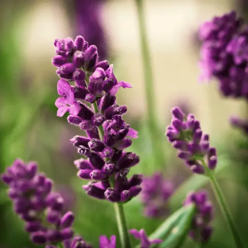 Lavender
