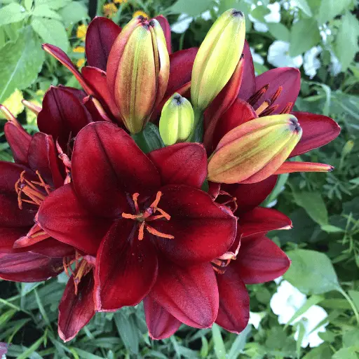 Lily