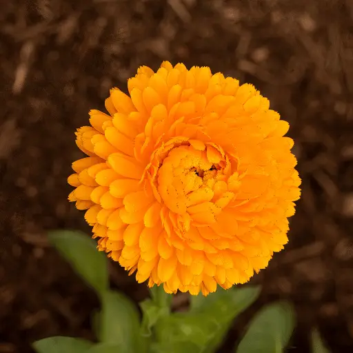 Marigold